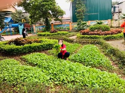 Vườn rau của các bé học sinh Trường mầm non Kim Lan trong mùa dịch Covid 19