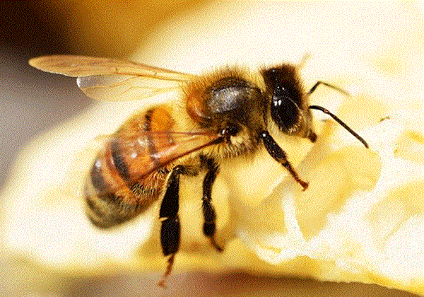 Khám phá: con ong